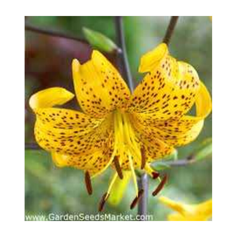 Lilia 'Yellow Tiger' 5 szt. – Lilium Yellow Tiger