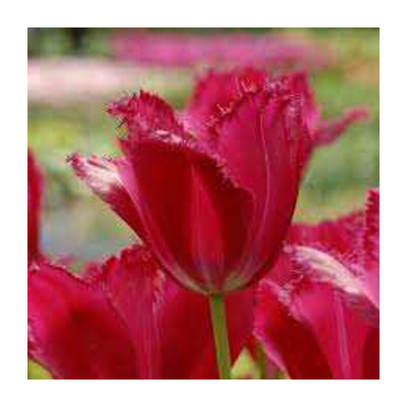 Tulipa Burgundy Lace Tulipan 'Burgundy Lace' 5 szt.