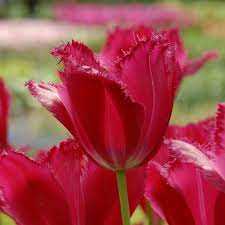 Tulipa Burgundy Lace Tulipan 'Burgundy Lace' 5 szt.
