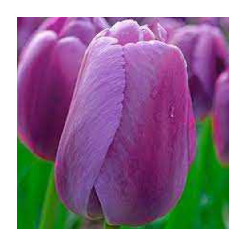 Tulipa Purple Pride Tulipan 'Purple Pride' 5 szt.