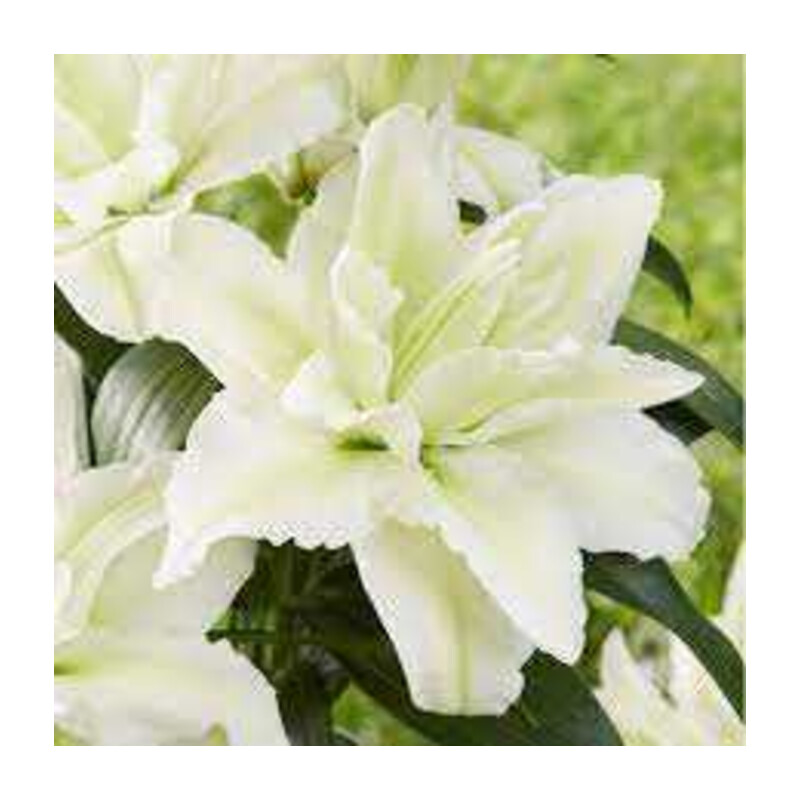 Lilia 'Roselily Aisha' – Lilium Roselily Aisha