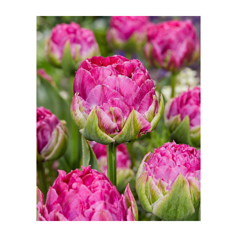Tulipa Wicked in Pink Tulipan 'Wicked in Pink' 5 szt.