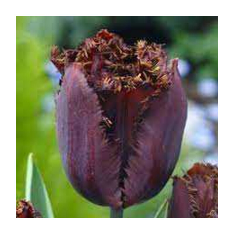 Tulipa Fringed Black® Tulipan 'Fringed Black'® 5 szt.