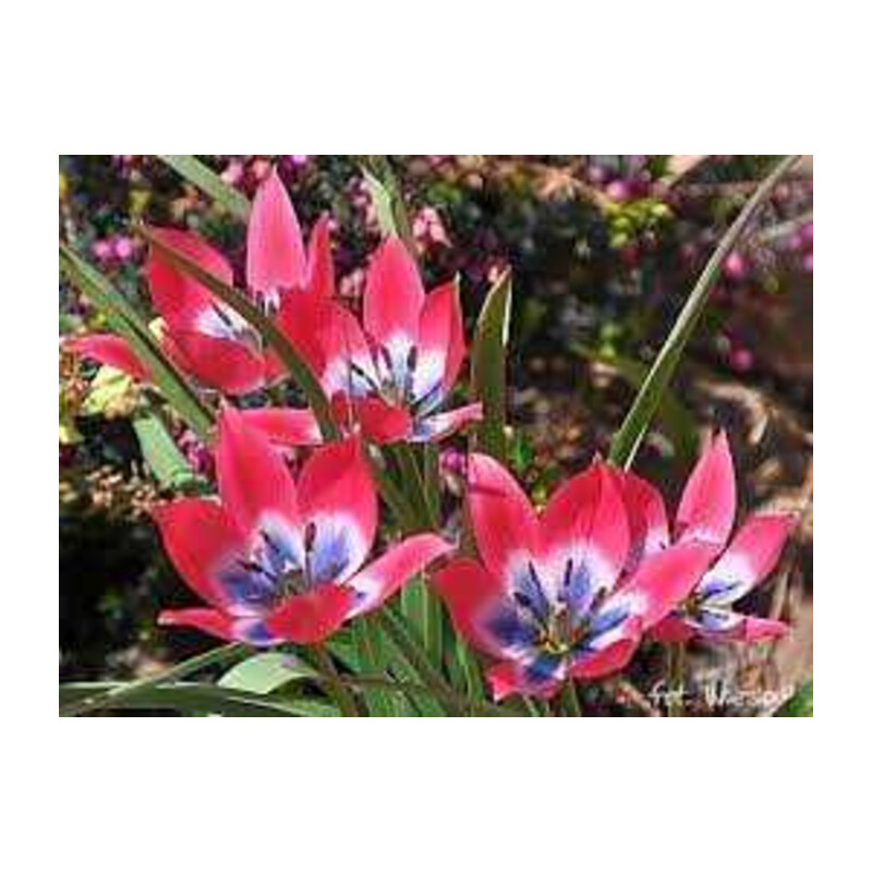 Tulipa Little Beauty Tulipan 'Little Beauty' 5 szt.