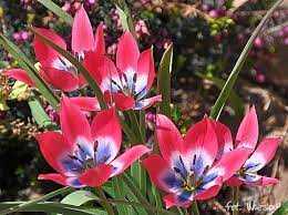 Tulipa Little Beauty Tulipan 'Little Beauty' 5 szt.