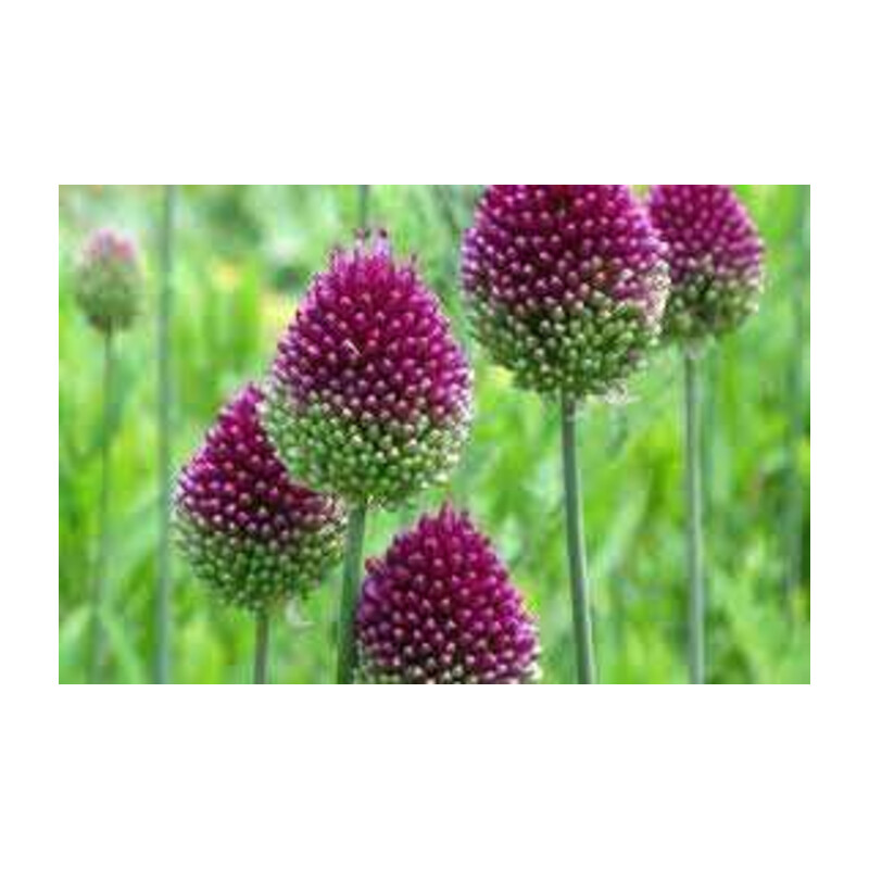 Czosnek główkowaty 5 szt. – Allium shearocephalon