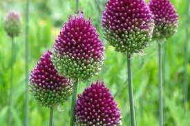 Czosnek główkowaty 5 szt. – Allium shearocephalon