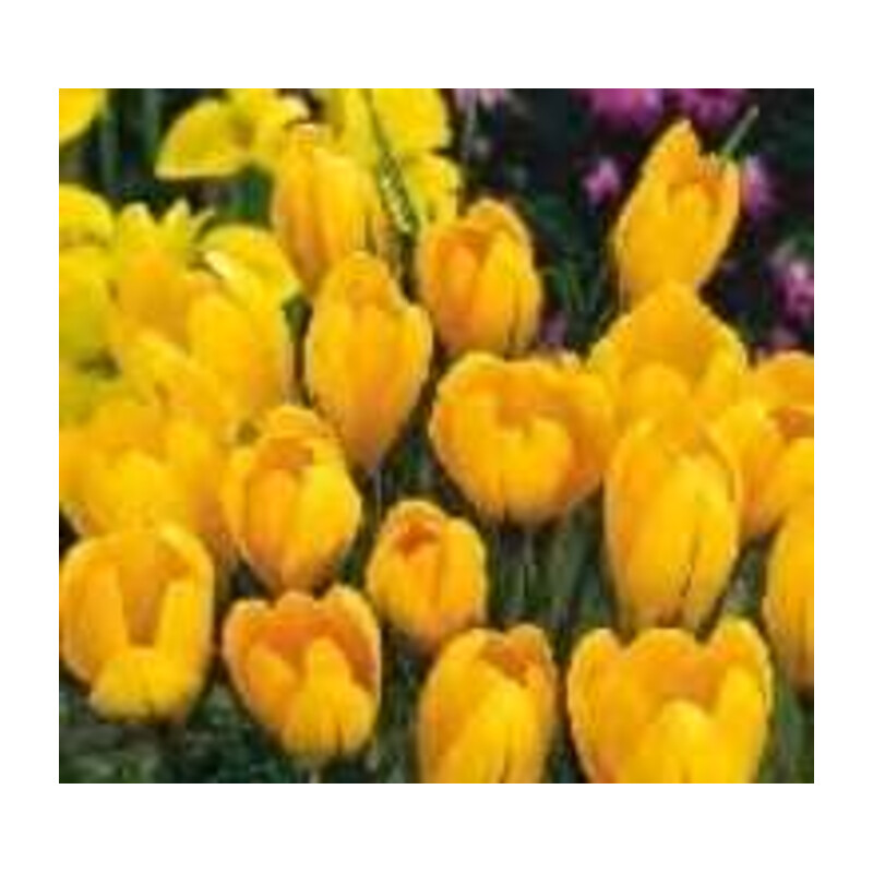 Krokus wiosenny żółty Golden Yellow 100 szt.