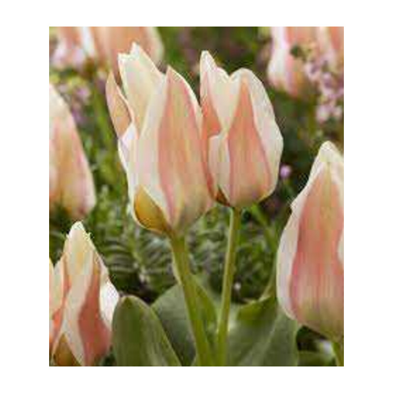 Tulipa Serano Tulipan 'Serano'5 szt.