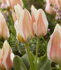 Tulipa Serano Tulipan 'Serano'5 szt.