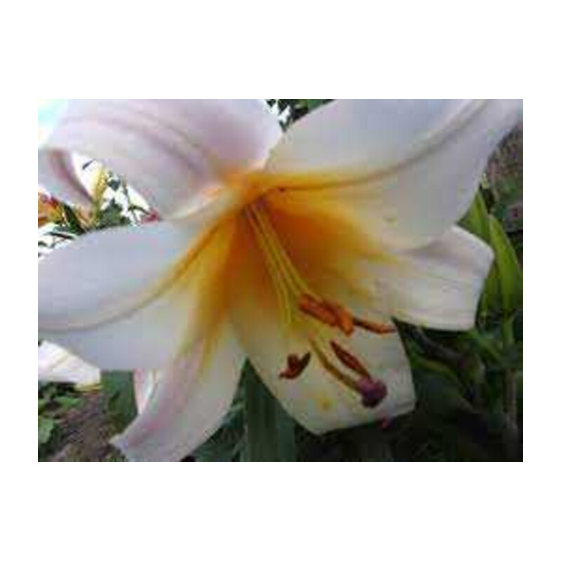 Lilia 'High Tea' – Lilium High Tea
