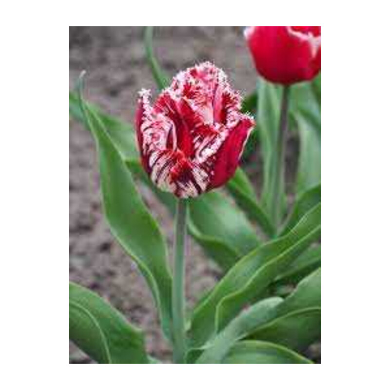 Tulipa Canasta Tulipan 'Canasta' 5 szt.