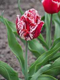Tulipa Canasta Tulipan 'Canasta' 5 szt.