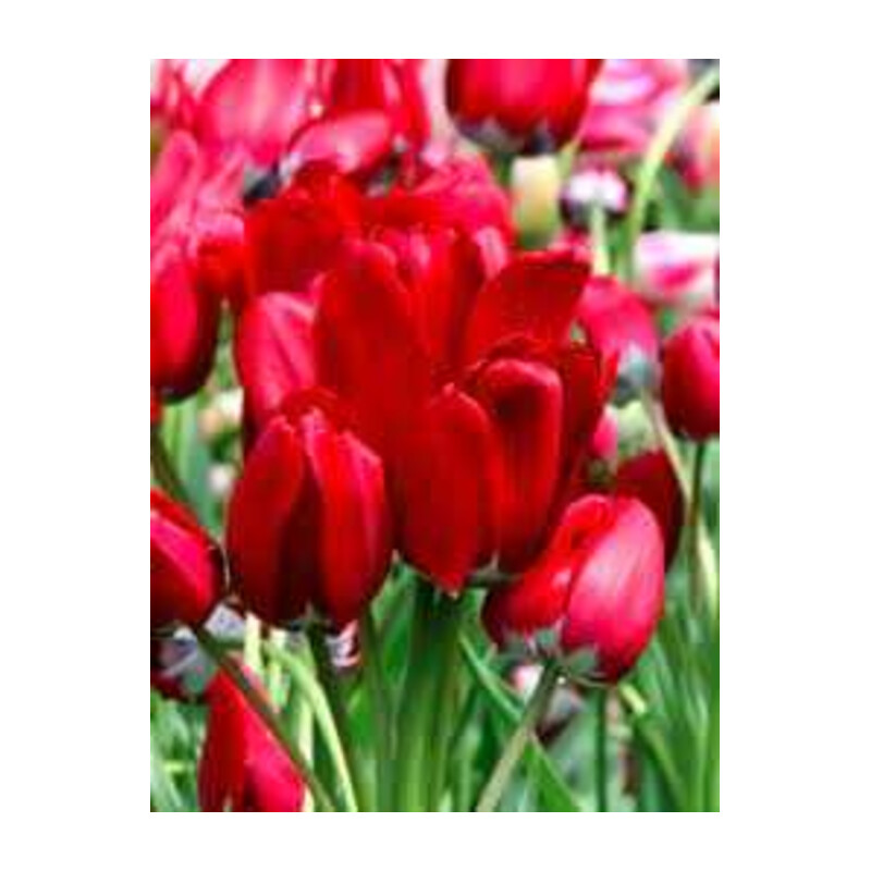 Tulipa Fiery Club Tulipan 'Fiery Club'5 szt.