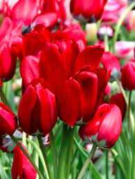 Tulipa Fiery Club Tulipan 'Fiery Club'5 szt.