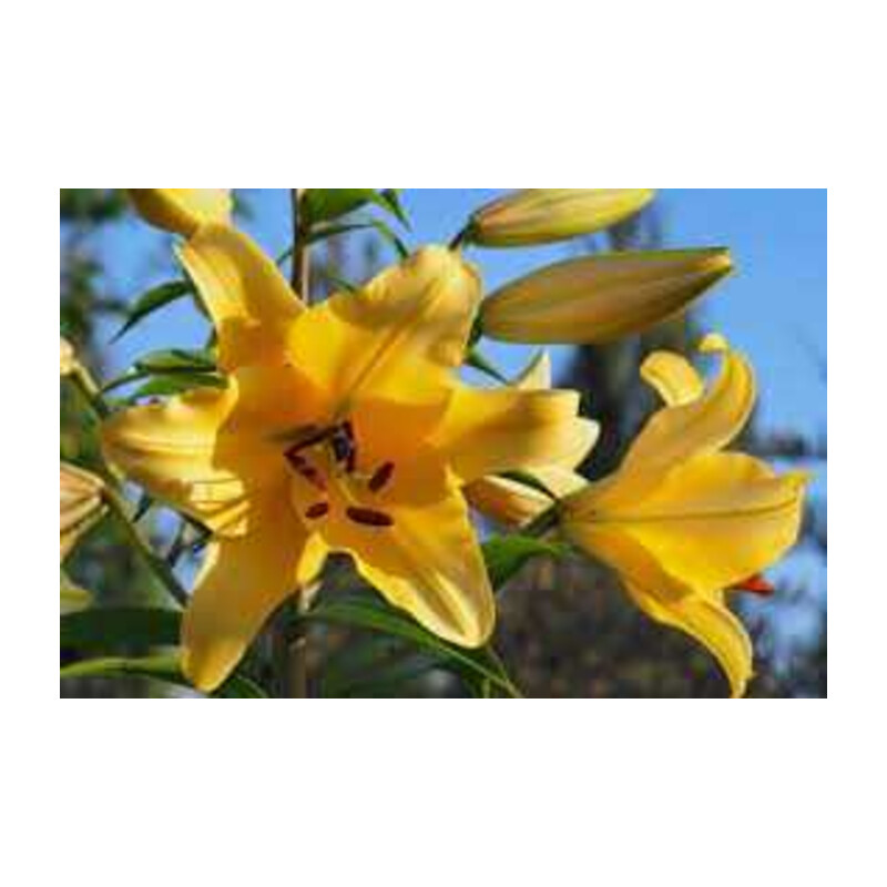 Lilia 'Corcovado' – Lilium Corcovado