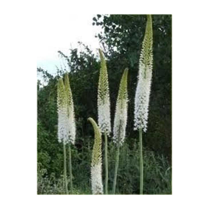Pustynnik 'White Beauty Favourite' – Eremurus White Beauty Favourite