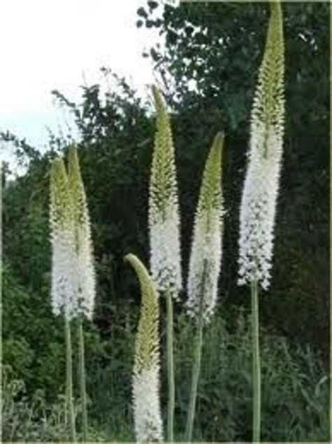 Pustynnik 'White Beauty Favourite' – Eremurus White Beauty Favourite