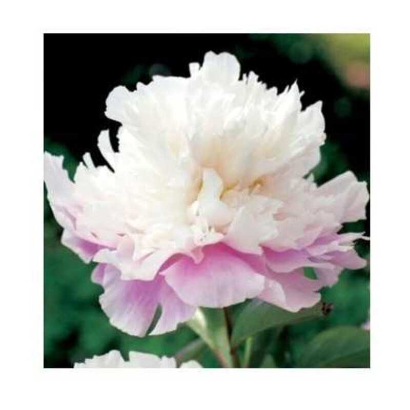 Piwonia Amabilis 1 szt.