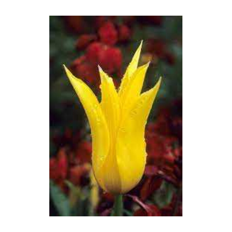 Tulipa West Point Tulipan 'West Point' 5 szt.