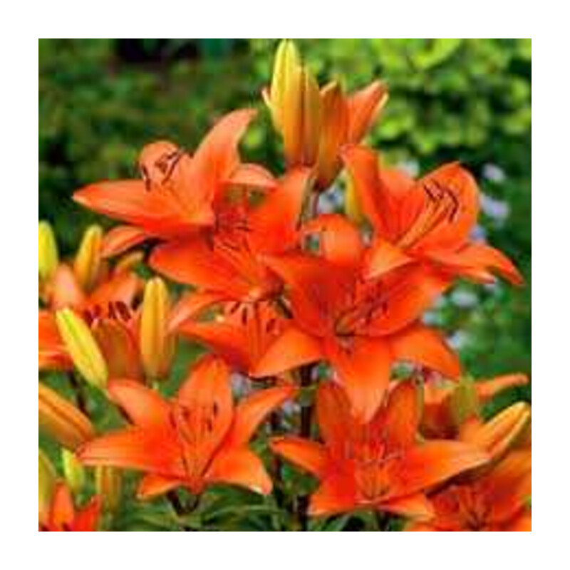Lilia pomarańczowa 5 szt. – Lilium orange