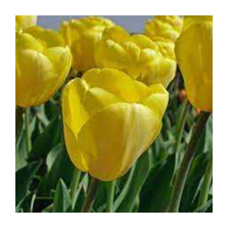 Tulipa Novi Sun Tulipan 'Novi Sun' 5 szt.
