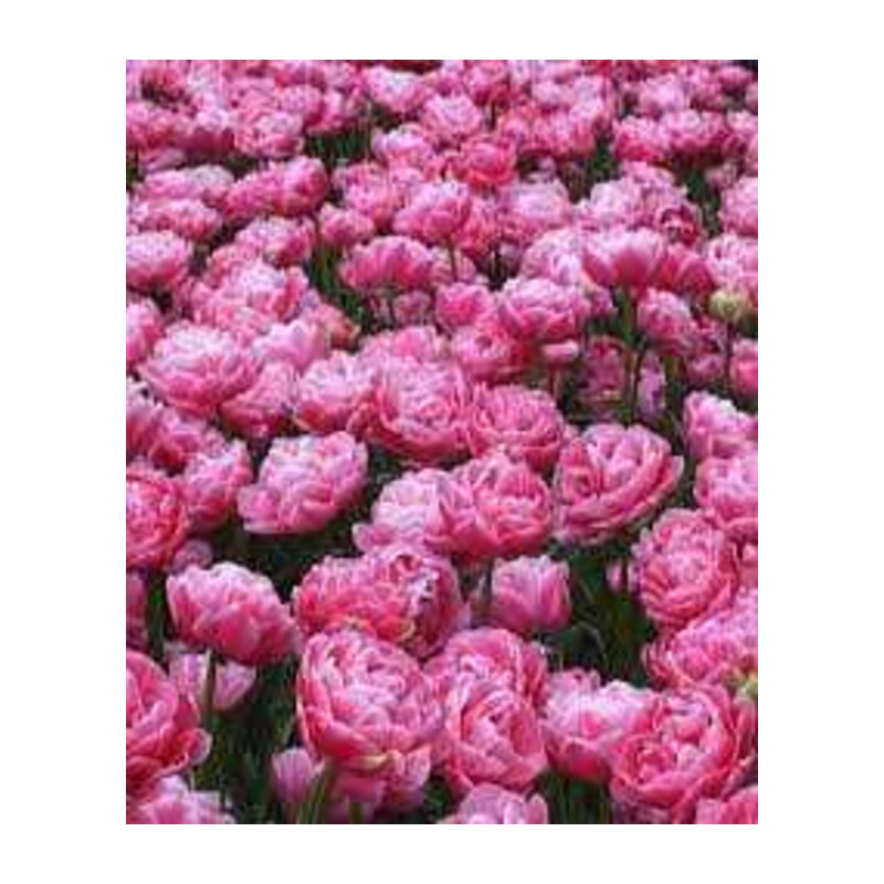 Tulipa Aveyron Tulipan 'Aveyron' 5 szt.