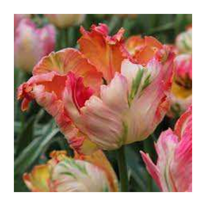 Tulipa Apricot Parrot Tulipan 'Apricot Parrot' 5 szt.