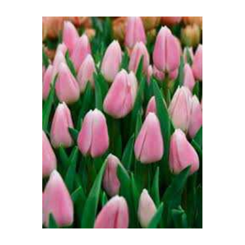 Tulipa Gabriella Tulipan 'Gabriella'5 szt.