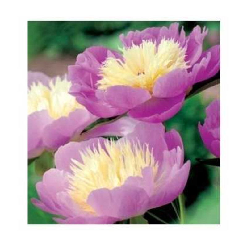 Piwonia Bowl of Beauty 1 szt.