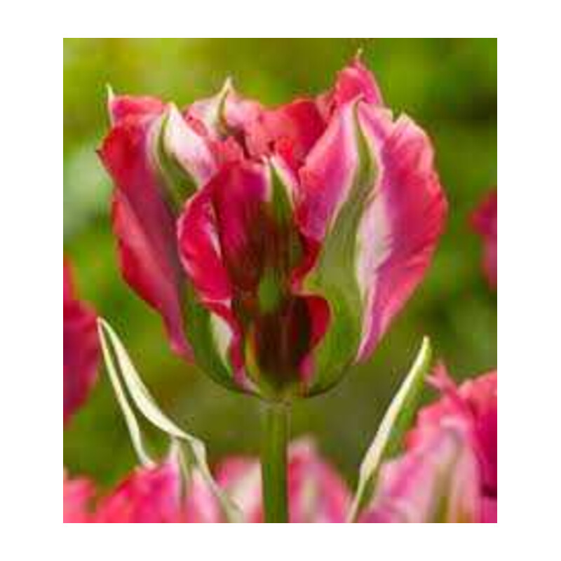 Tulipa Green Wave Tulipan 'Green Wave'5 szt.