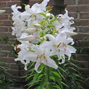 Lilia 'Casablanca 5 szt. – Lilium Casablanca