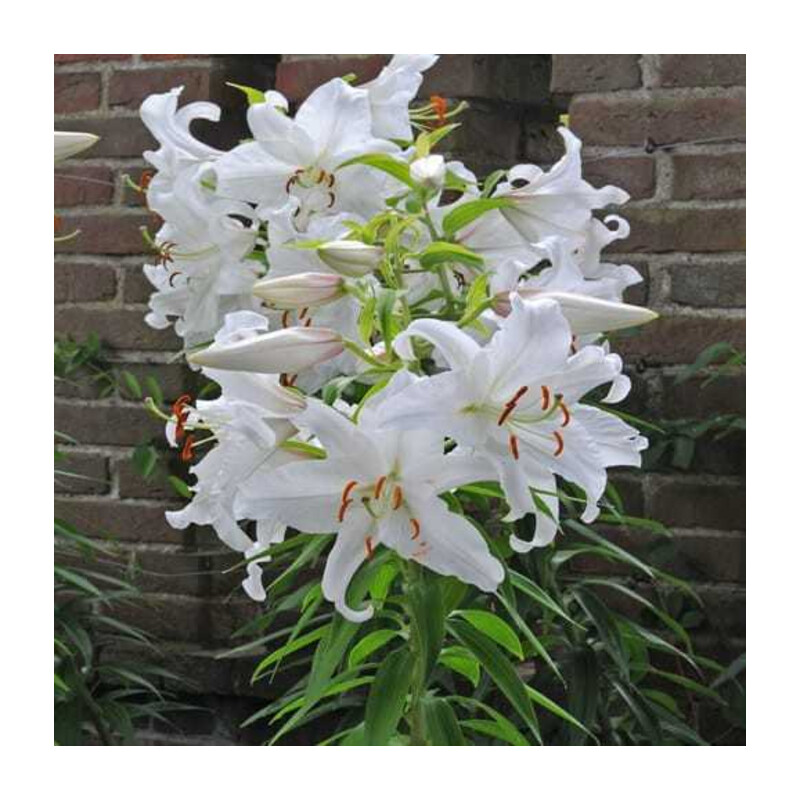 Lilia 'Casablanca 5 szt. – Lilium Casablanca
