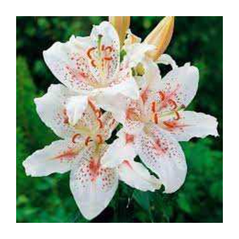 Lilia 'Muscadet' 5 szt. – Lilium Muscadet