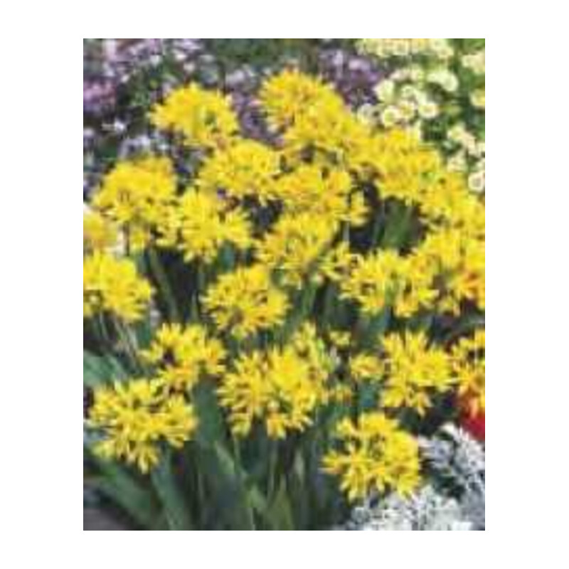 Czosnek Złocisty – 5 szt. – Allium Moly