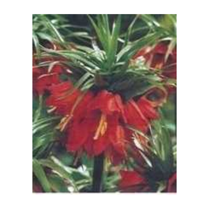 Szachownica fritillaria czerwona korona cesarska 1