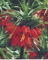 Szachownica fritillaria czerwona korona cesarska 1