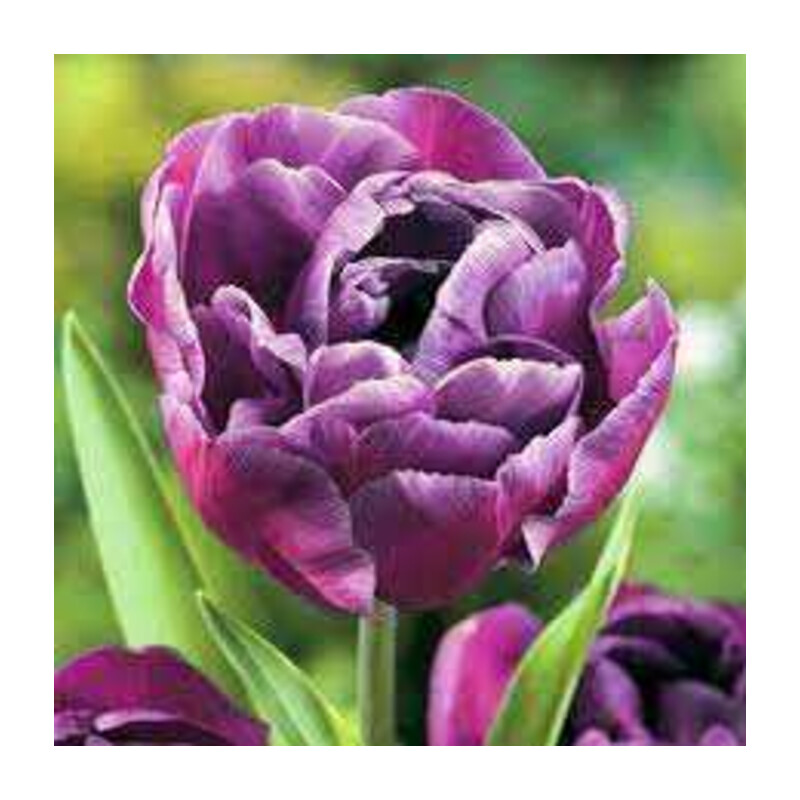 Tulipa Blue Diamond Tulipan 'Blue Diamond' 5 szt.