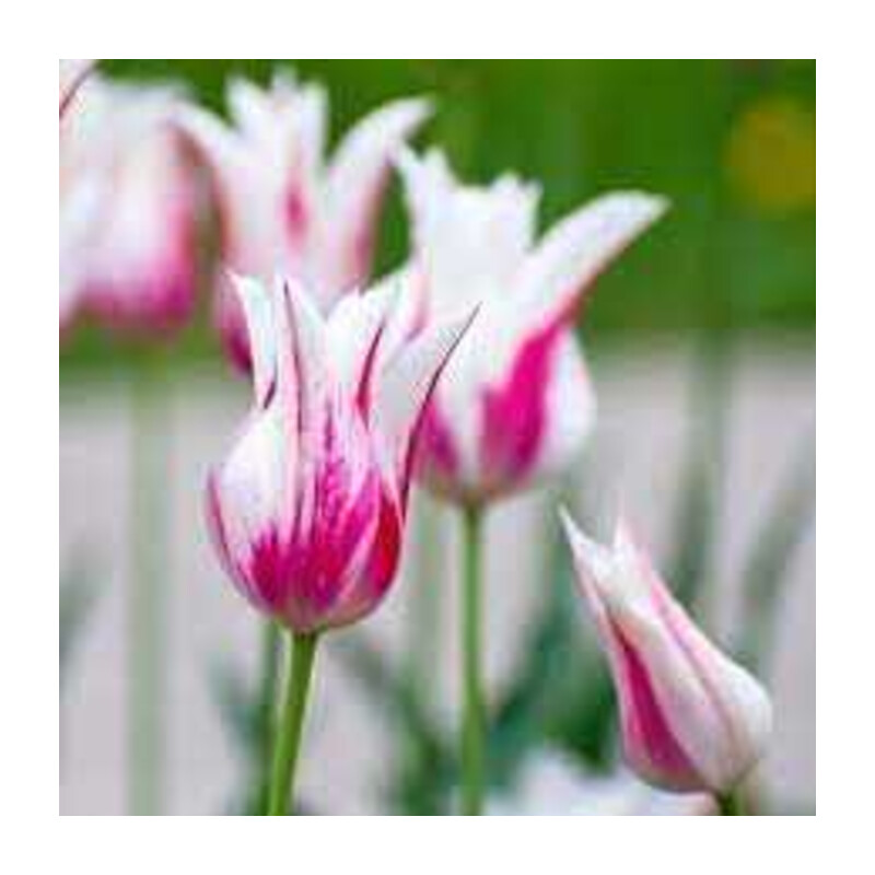 Tulipa Marilyn Tulipan 'Marilyn' 5 szt.