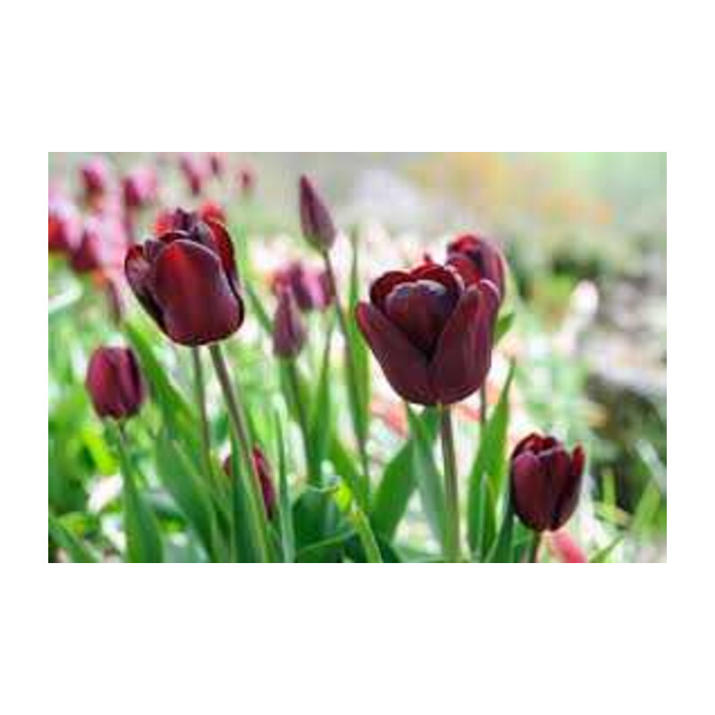 Tulipa Jan Reus Tulipan 'Jan Reus' 5 szt.