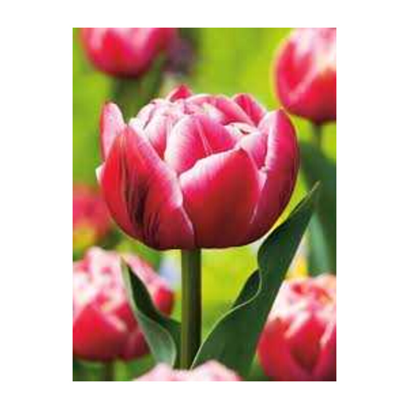 Tulipa Columbus Tulipan 'Columbus' 5 szt.