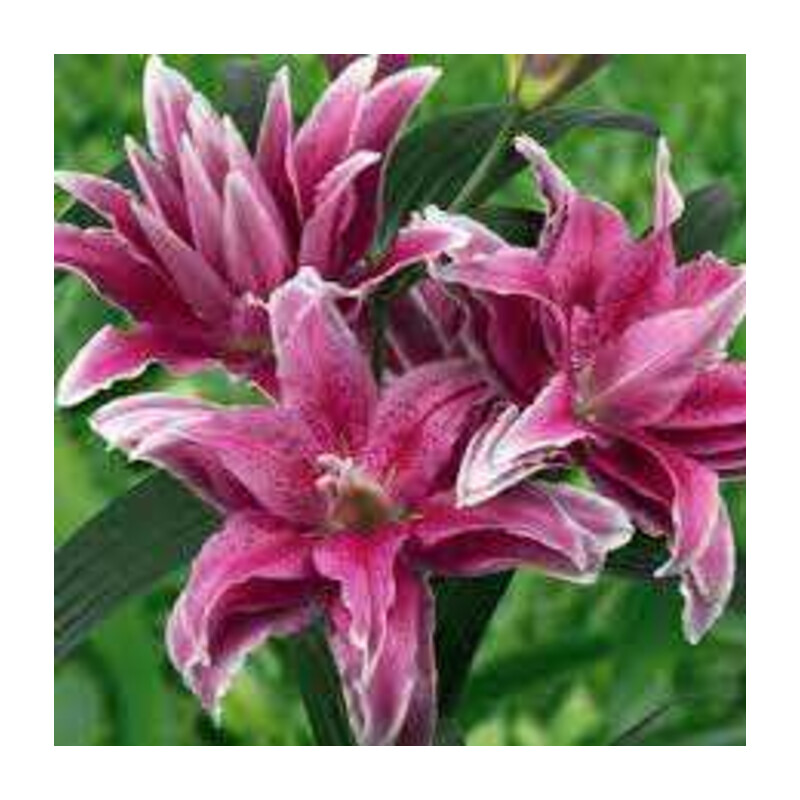 Lilia 'Roselily Tatsjana' – Lilium Roselily Tatsjana