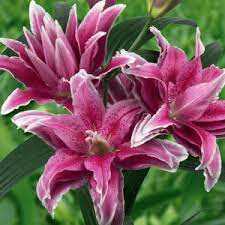 Lilia 'Roselily Tatsjana' – Lilium Roselily Tatsjana