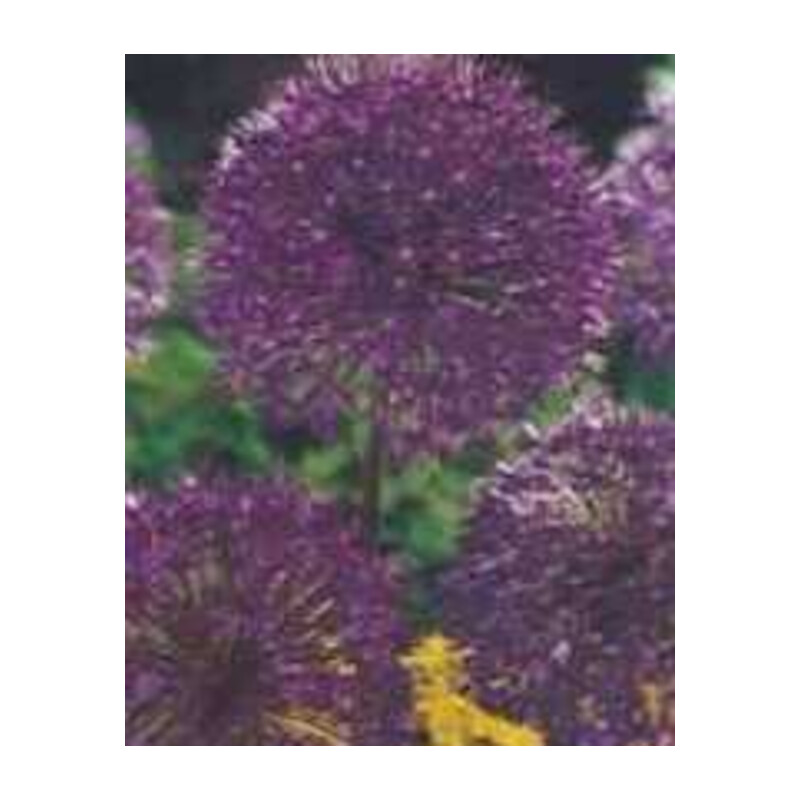 Czosnek ozdobny purpurowy Purple Sensation