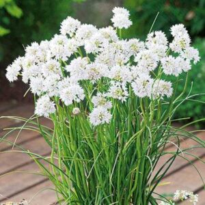 Czosnek 'Graceful' 5 szt. – Allium Graceful