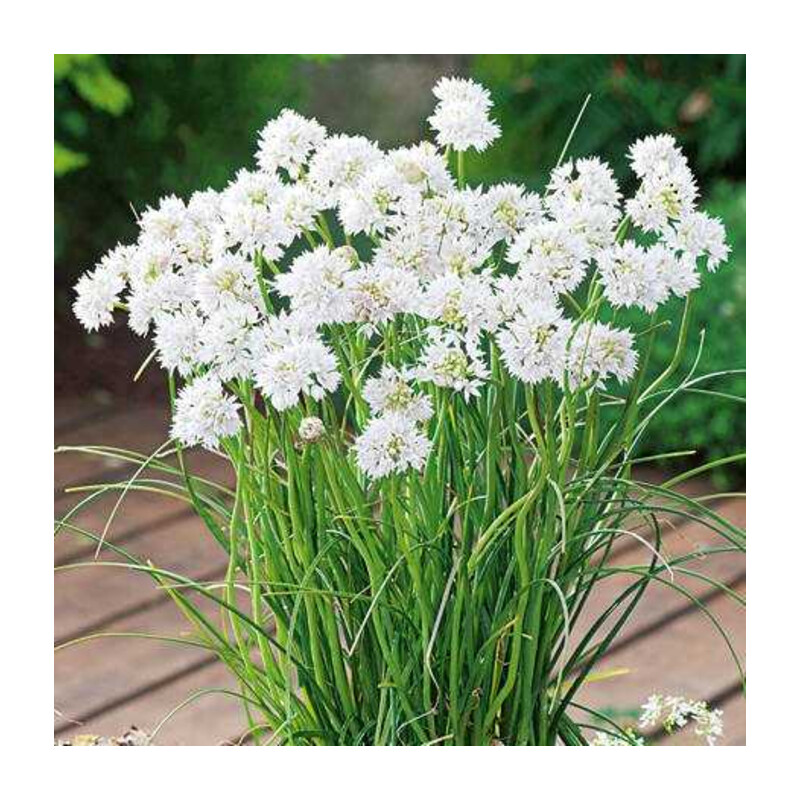 Czosnek 'Graceful' 5 szt. – Allium Graceful