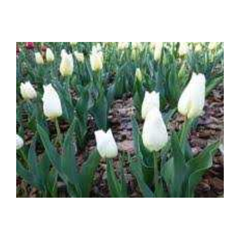Tulipa Agrass White Tulipan 'Agrass White' 5 szt.