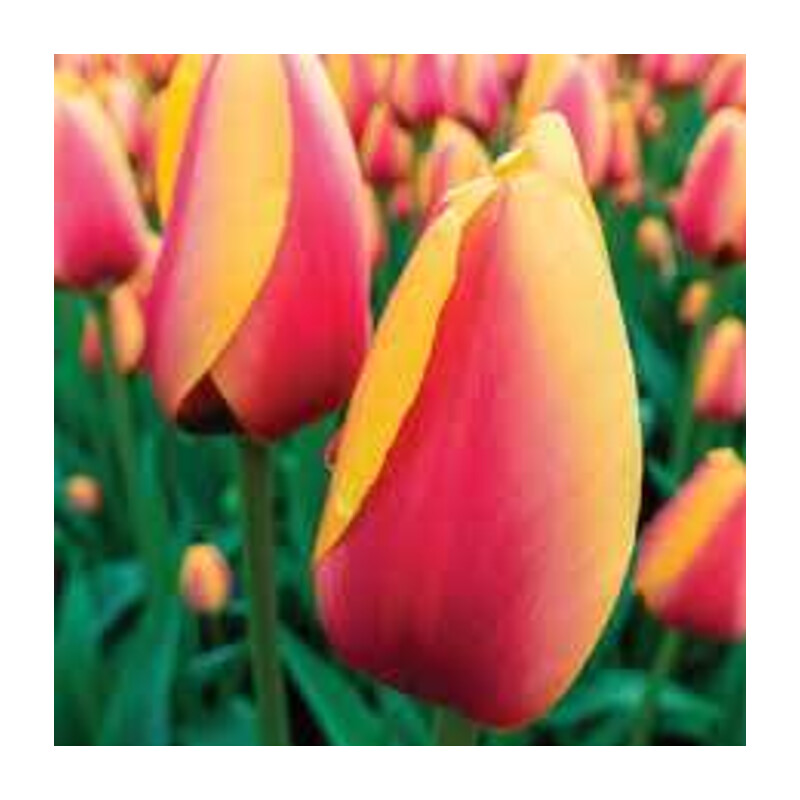 Tulipa World Friend Tulipan 'World Friend'5 szt.