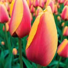 Tulipa World Friend Tulipan 'World Friend'5 szt.
