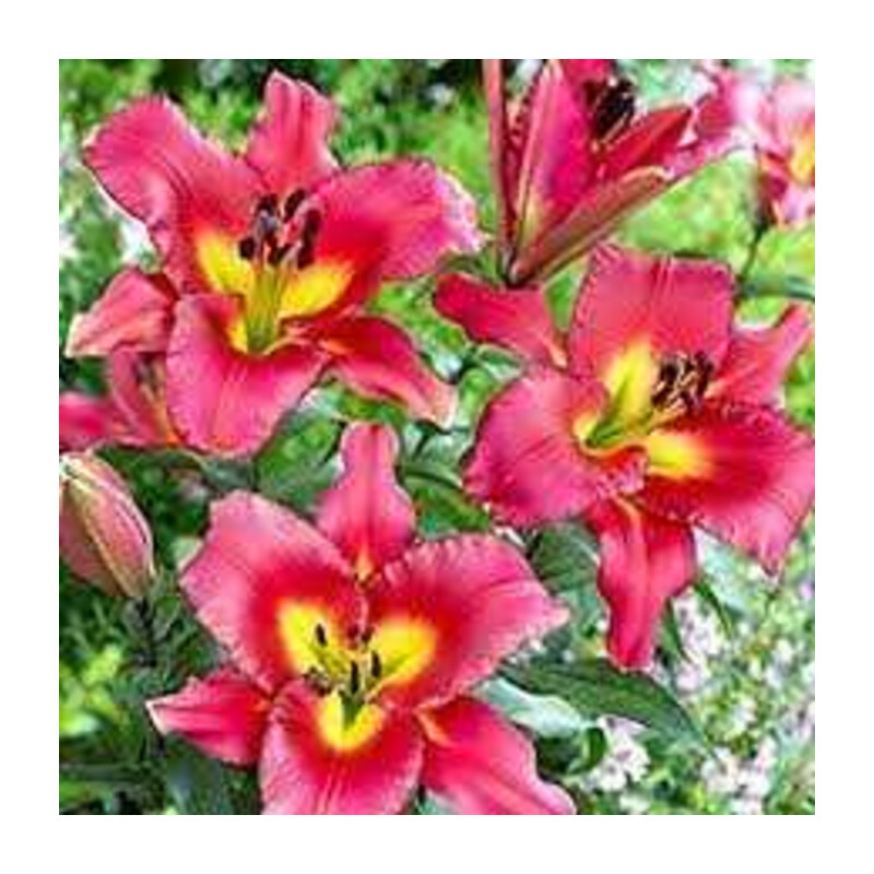 Lilia 'Satisfaction' – Lilium Satisfaction